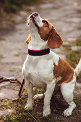 A Cute Beagle Dog