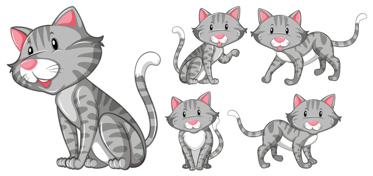 Different actions of gray cat