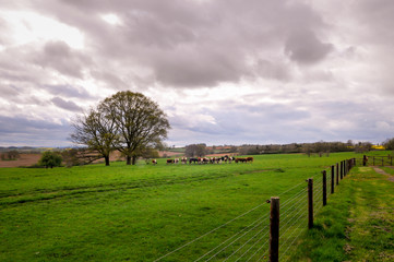 Fototapeta na wymiar Cows in a field on a farm pasture
