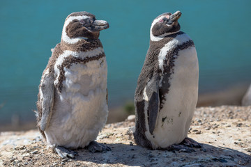 Magellanic penguins at the nest, peninsula Valdes, Patagonia