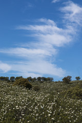 Fototapeta premium Quercus ilex landscape