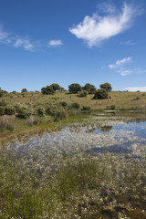Landscape with temporary pond