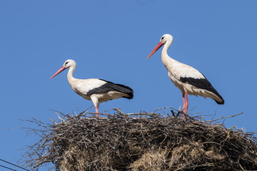 Two white storks on the nest