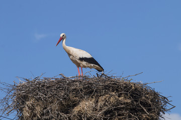 One white stork on the nest