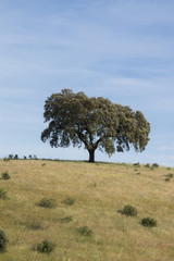 Lonely holm oak tree