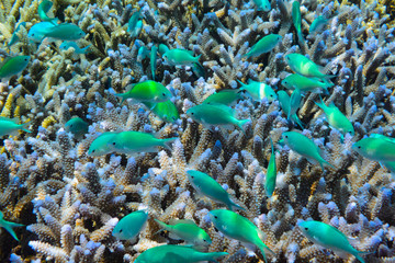 Fototapeta na wymiar 座間味島のサンゴ礁