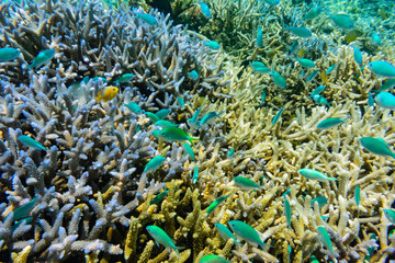 Naklejka na ściany i meble 座間味島のサンゴ礁