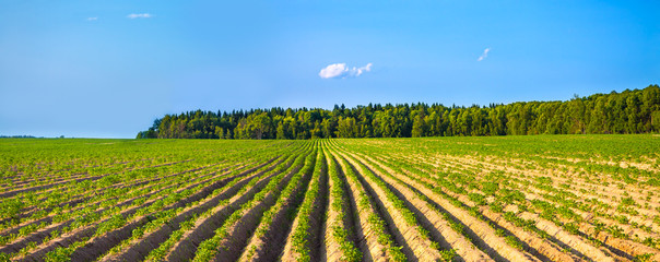 panorama rural landscape with a potato field