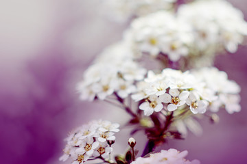 Flowering tree. Close-up of flowers on the branches, spring background. Shallow depth of field. Soft picture