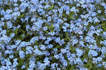 O jardim nada secreto