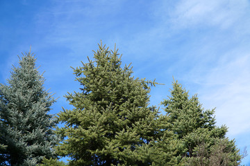 low angle view of pine tree under sunny blue sky