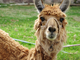 Obraz premium Llama close up, Sacred Valley, Machu Picchu, Cuzco, Peru