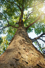 新緑の樹木、エコロジー