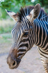 Fototapeta na wymiar Zebra face Marloth Park