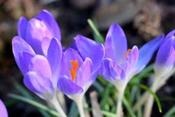 Crocus  Krokusy 