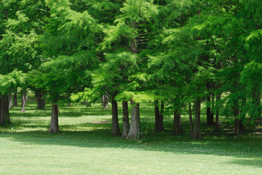 Fototapeta green trees forest and meadow in spring season