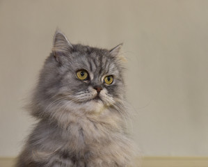 Fototapeta premium Katze