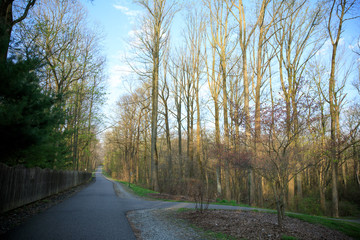 golden hour in woods