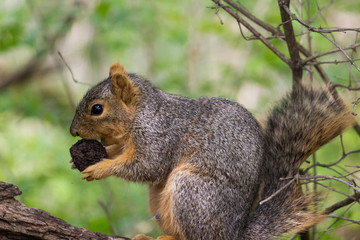 Naklejka na ściany i meble Squirrel Eating a Nut