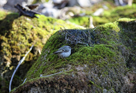 Roitelet &agrave; couronne dor&eacute;e