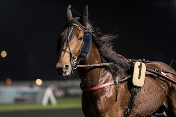 course de chevaux