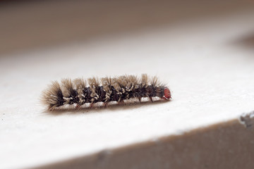 Erebidae arctiinae caterpillar. Contact with its hairs can cause allergic reaction.
