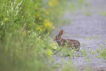 Easter Cottontail rabbit