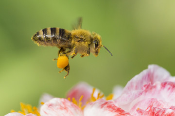 Bee in Poppy flower 
