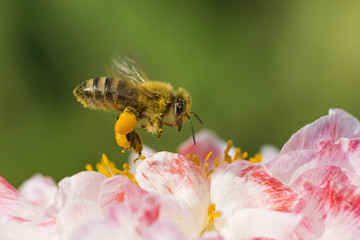 Bee in Poppy flower 