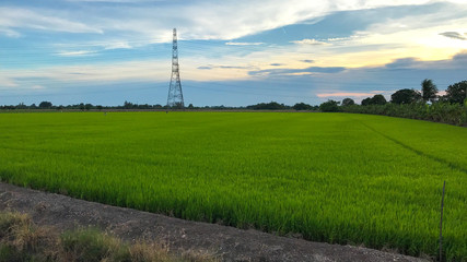 Fototapeta na wymiar Popular beautiful sunset with rice fields.