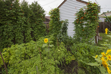 traditional kitchen garden