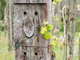 Happy vineyard. The old sleeper seems to wear a smile.