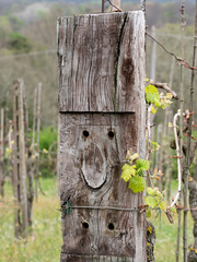 Happy vineyard. The old sleeper seems to wear a smile.