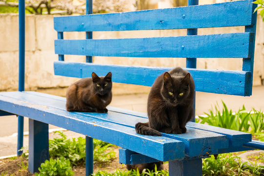 Two black cats rest on a blue wooden bench.
