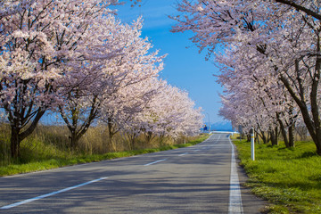 桜並木