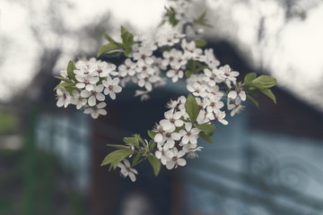 Blossom of cherry plum, beautiful background. Spring