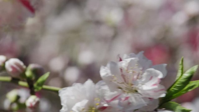 Cherry Blossom in in Full Bloom