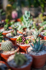 Beautiful succulent plants in pots