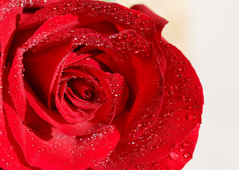 Red rose background