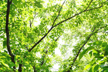 桜の爽やかな青葉
