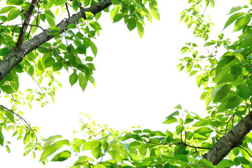 桜の爽やかな青葉
