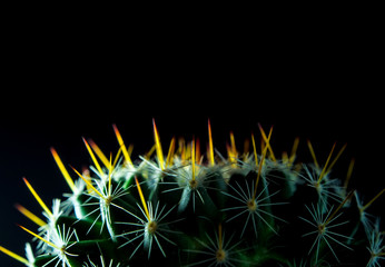 Cactus species Mammillaria on black background