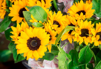 Obraz premium Amsterdam Flower Market