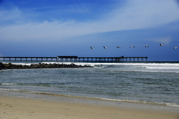 Pelicans over the surf