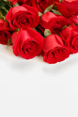 Red rose background