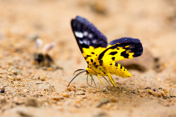 Close-up of beautiful butterfly resting on the ground