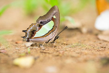 Close-up of beautiful butterfly resting on the ground