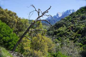 Sierra Nevada view