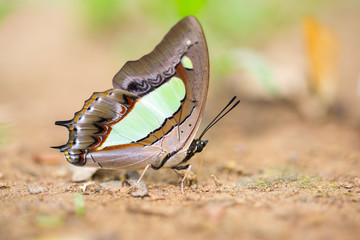Close-up of beautiful butterfly resting on the ground