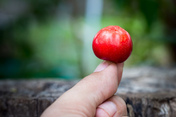 closeup red cherry on wood, thai cherry